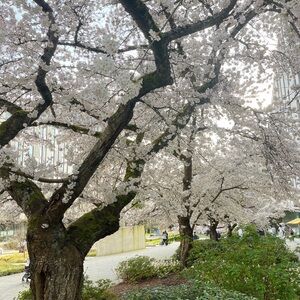 Meet your Posher, Stella